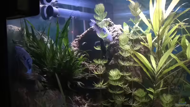 Besatz im Aquarium Rio400 SL (ScapingLight) von schuemic (28)