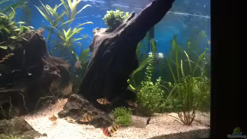 Besatz im Aquarium Rio400 SL (ScapingLight) von schuemic (29)