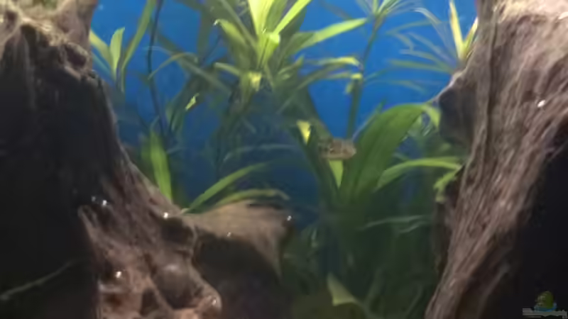 Besatz im Aquarium Rio400 SL (ScapingLight) von schuemic (31)