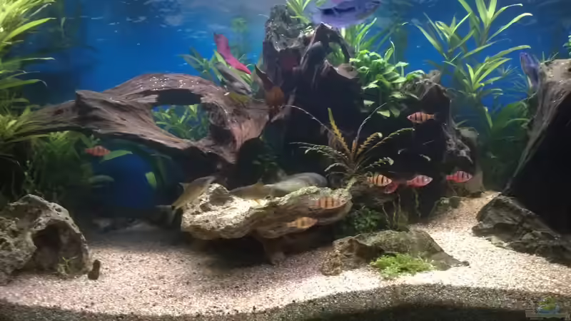 Besatz im Aquarium Rio400 SL (ScapingLight) von schuemic (32)