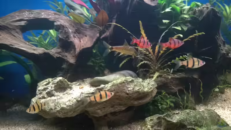 Besatz im Aquarium Rio400 SL (ScapingLight) von schuemic (35)