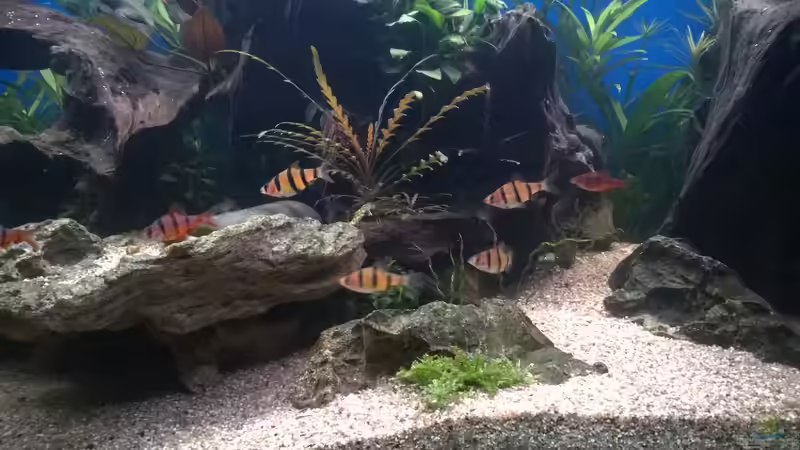 Besatz im Aquarium Rio400 SL (ScapingLight) von schuemic (37)