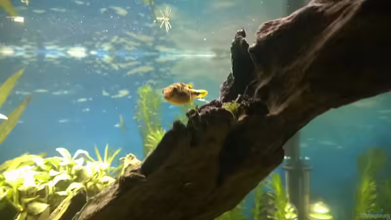 Besatz im Aquarium Rio400 SL (ScapingLight) von schuemic (38)