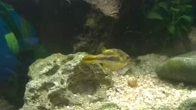 Besatz im Aquarium Rio400 SL (ScapingLight) von schuemic (39)