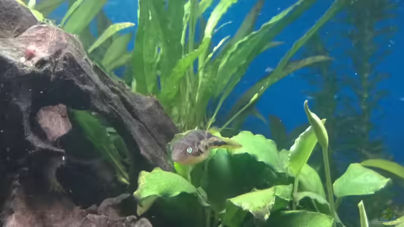 Besatz im Aquarium Rio400 SL (ScapingLight) von schuemic (40)