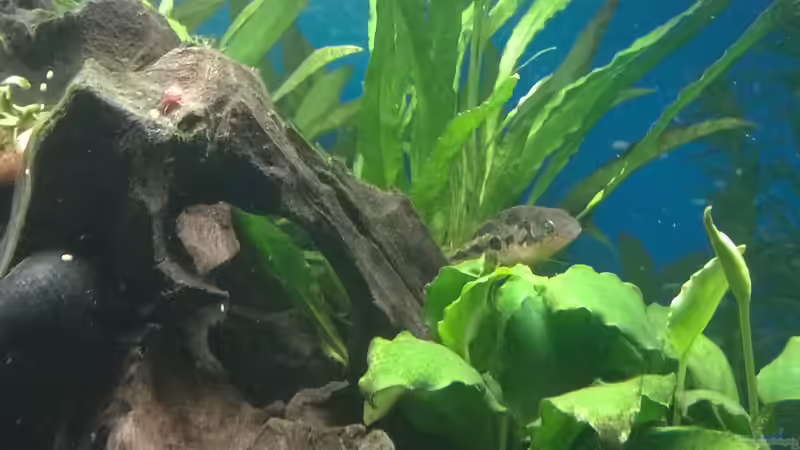 Besatz im Aquarium Rio400 SL (ScapingLight) von schuemic (41)