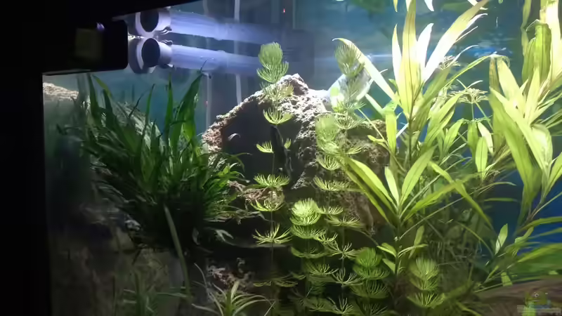 Besatz im Aquarium Rio400 SL (ScapingLight) von schuemic (42)