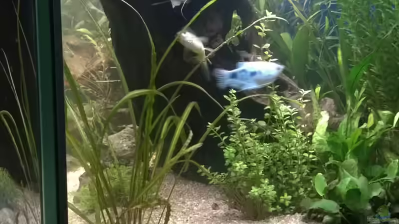 Besatz im Aquarium Rio400 SL (ScapingLight) von schuemic (43)