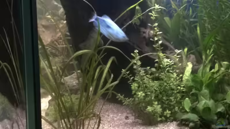 Besatz im Aquarium Rio400 SL (ScapingLight) von schuemic (44)