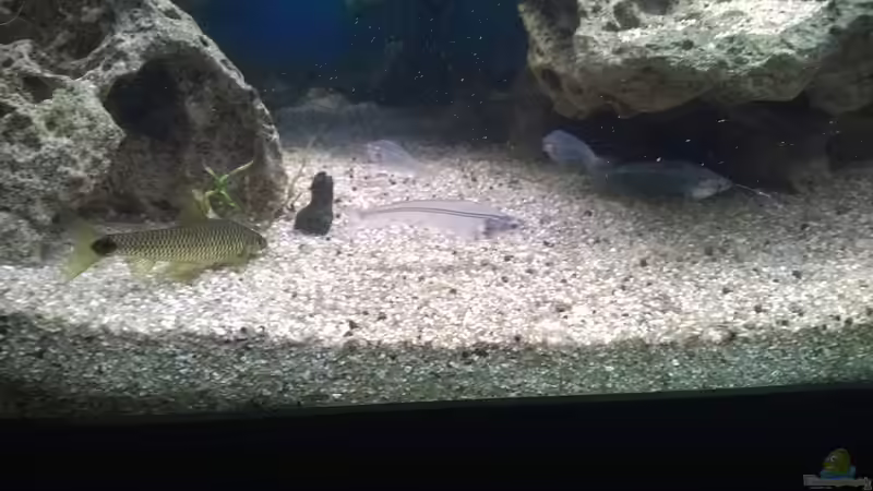 Besatz im Aquarium Rio400 SL (ScapingLight) von schuemic (45)