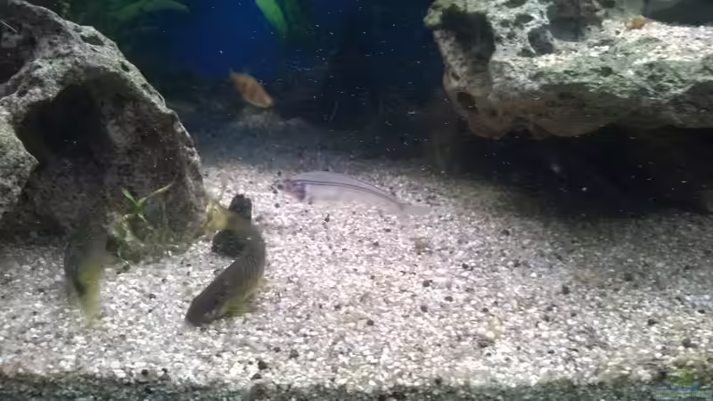 Besatz im Aquarium Rio400 SL (ScapingLight) von schuemic (46)