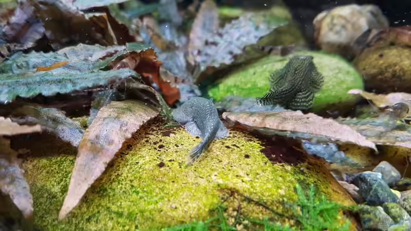 Besatz im Aquarium Riverdream von YoshiMaus (24)