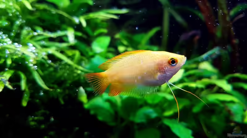 Besatz im Aquarium Riverdream von YoshiMaus (27)