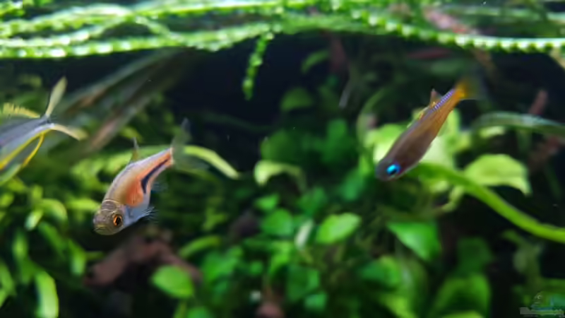 Besatz im Aquarium Riverdream von YoshiMaus (31)