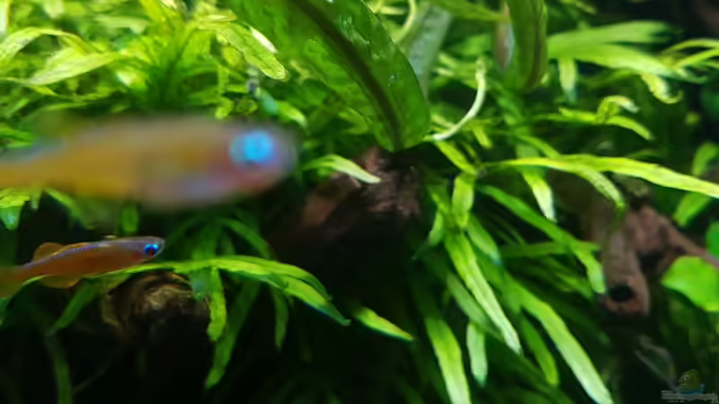 Besatz im Aquarium Riverdream von YoshiMaus (33)