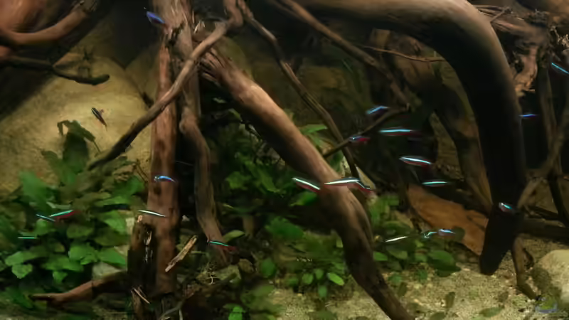 Besatz im Aquarium Riverside of Rio Negro von Julien Preuß (10)