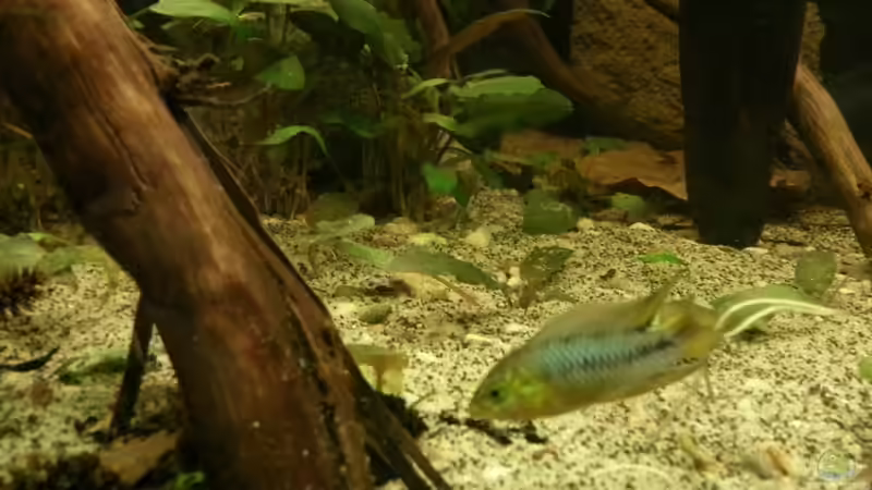 Besatz im Aquarium Riverside of Rio Negro von Julien Preuß (12)