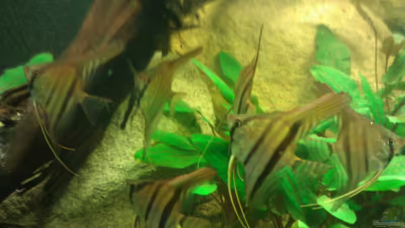 Besatz im Aquarium Riverside of Rio Negro von Julien Preuß (6)