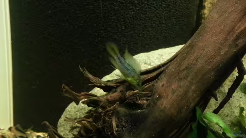 Besatz im Aquarium Riverside of Rio Negro von Julien Preuß (8)