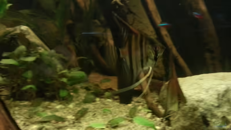 Besatz im Aquarium Riverside of Rio Negro von Julien Preuß (9)