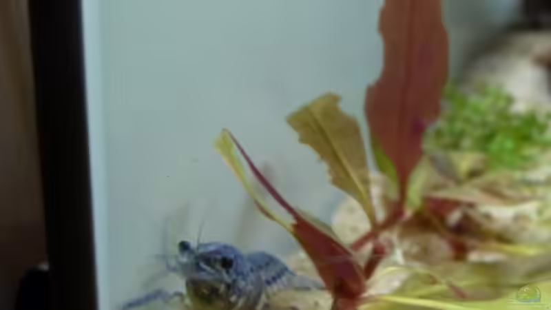 Besatz im Aquarium Robinson Crusoe´s Becken (existiert nicht mehr) von Martin W. (12)