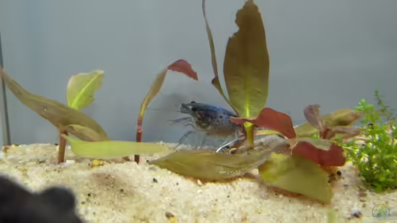 Besatz im Aquarium Robinson Crusoe´s Becken (existiert nicht mehr) von Martin W. (14)