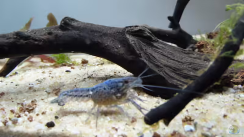 Besatz im Aquarium Robinson Crusoe´s Becken (existiert nicht mehr) von Martin W. (17)