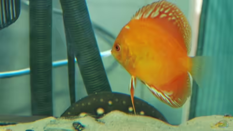 Besatz im Aquarium Rochen/ Arowana Becken von Michael Jahn (10)