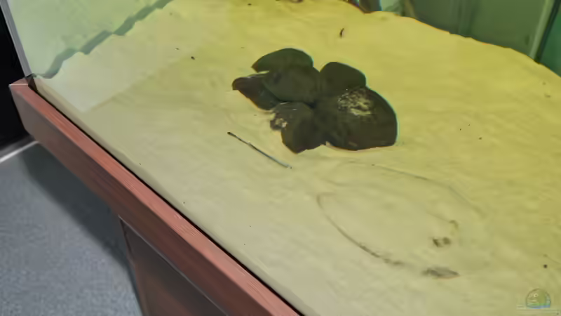 Besatz im Aquarium Rochen/ Arowana Becken von Michael Jahn (12)