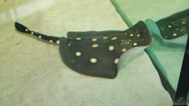 Besatz im Aquarium Rochen/ Arowana Becken von Michael Jahn (13)