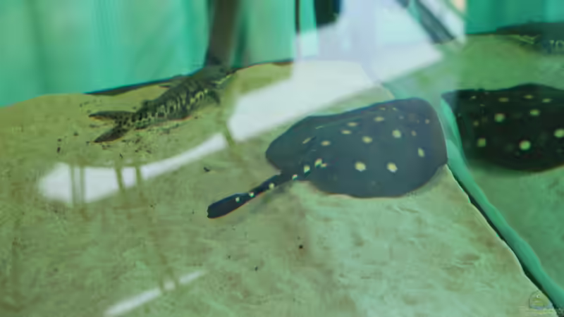 Besatz im Aquarium Rochen/ Arowana Becken von Michael Jahn (14)