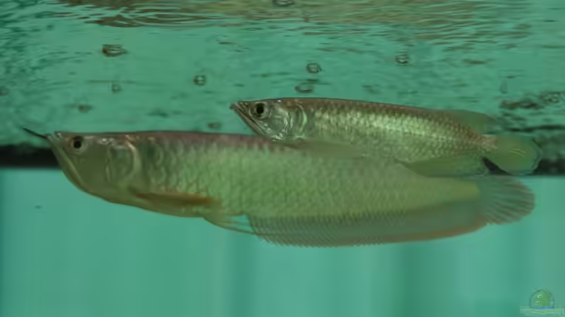 Besatz im Aquarium Rochen/ Arowana Becken von Michael Jahn (9)
