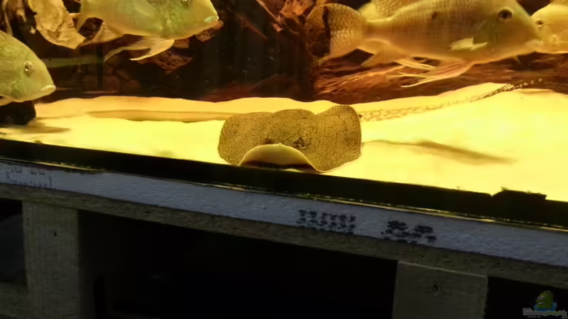 Besatz im Aquarium Rochenbecken von Juergen8 (14)