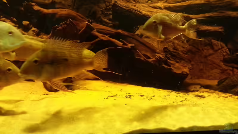 Besatz im Aquarium Rochenbecken von Juergen8 (15)