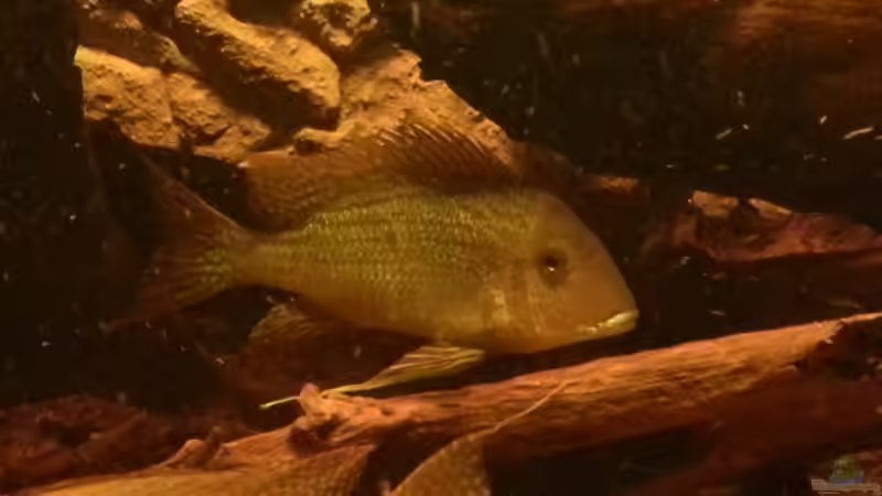 Besatz im Aquarium Rochenbecken von Juergen8 (16)