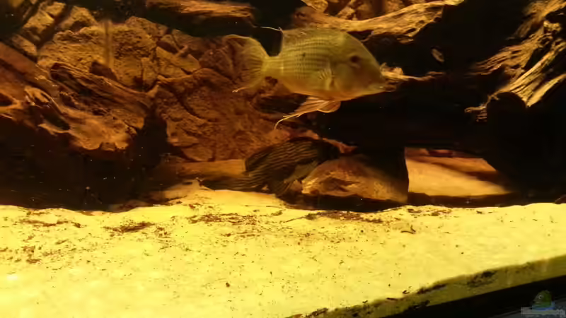 Besatz im Aquarium Rochenbecken von Juergen8 (17)