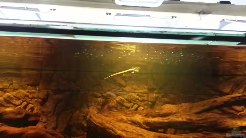 Besatz im Aquarium Rochenbecken von Juergen8 (19)