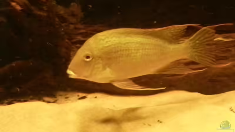 Besatz im Aquarium Rochenbecken von Juergen8 (20)