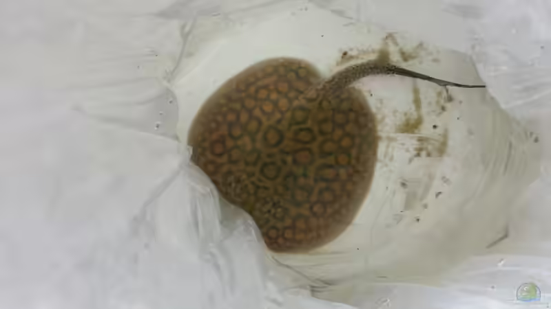 Besatz im Aquarium Rochenbecken von Juergen8 (21)