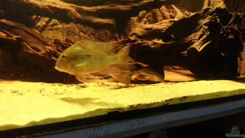 Besatz im Aquarium Rochenbecken von Juergen8 (22)