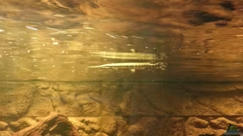 Besatz im Aquarium Rochenbecken von Juergen8 (24)