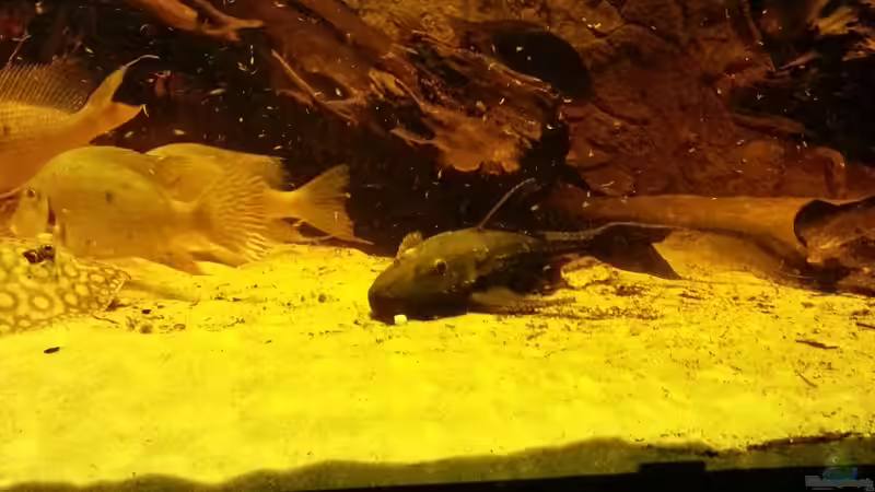 Besatz im Aquarium Rochenbecken von Juergen8 (25)