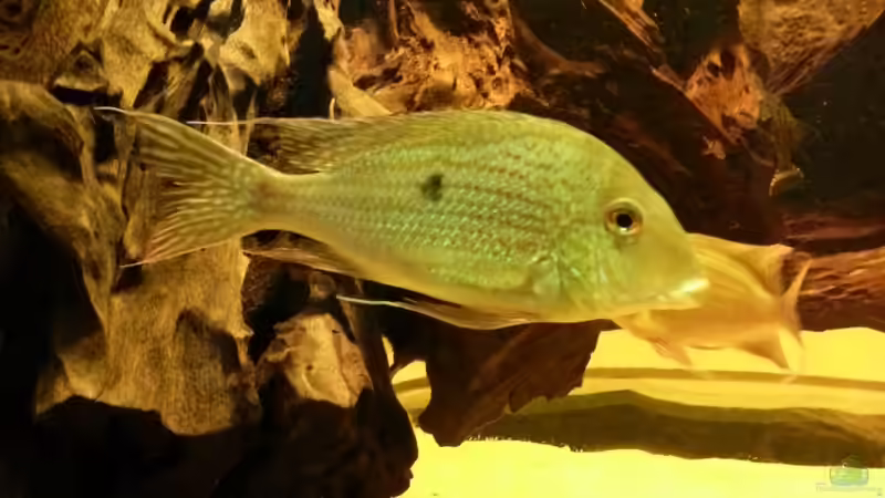 Besatz im Aquarium Rochenbecken von Juergen8 (26)