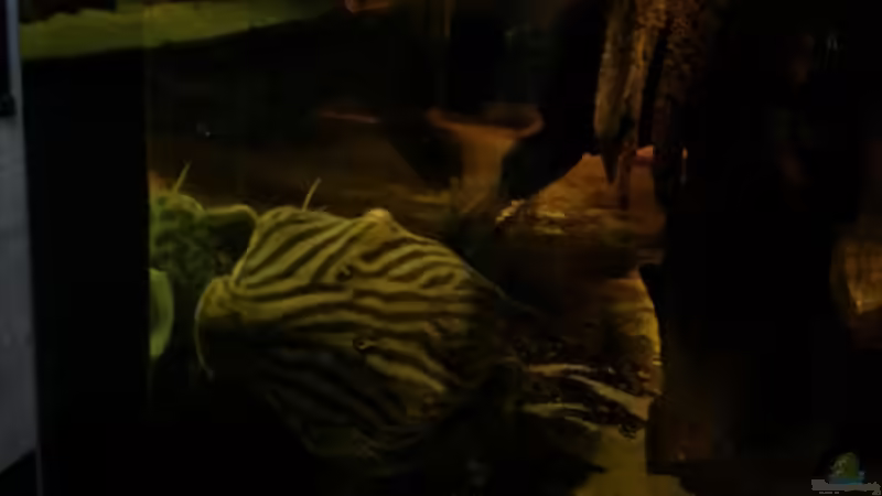 Besatz im Aquarium Rochenbecken von Juergen8 (27)