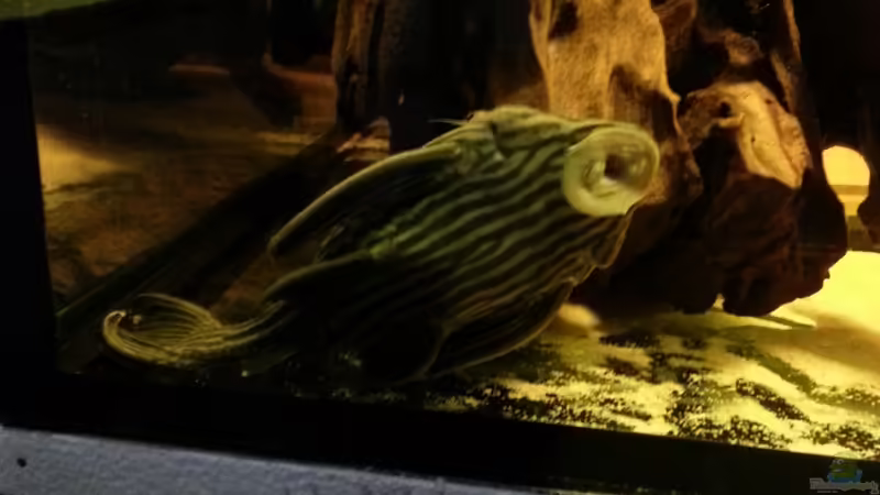 Besatz im Aquarium Rochenbecken von Juergen8 (28)