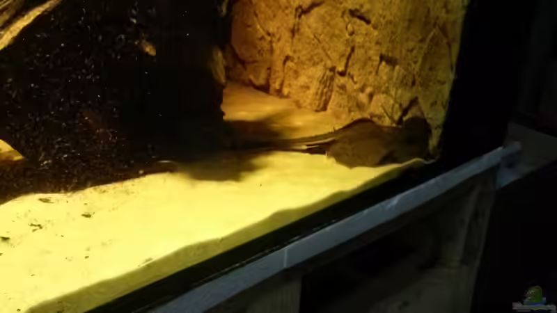 Besatz im Aquarium Rochenbecken von Juergen8 (29)