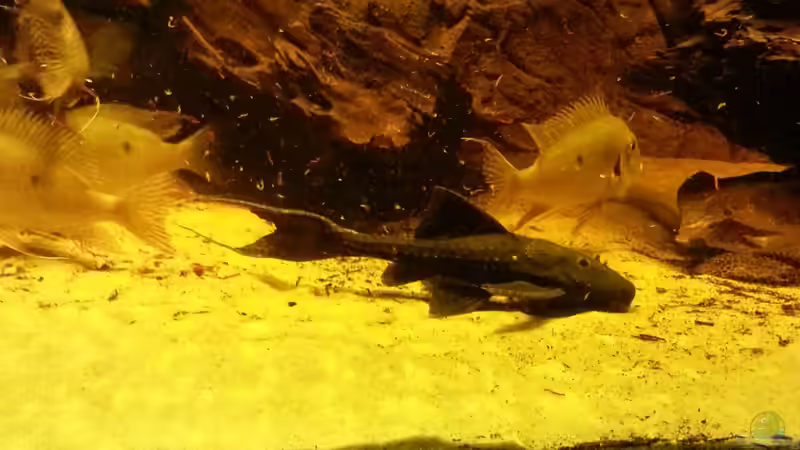 Besatz im Aquarium Rochenbecken von Juergen8 (31)