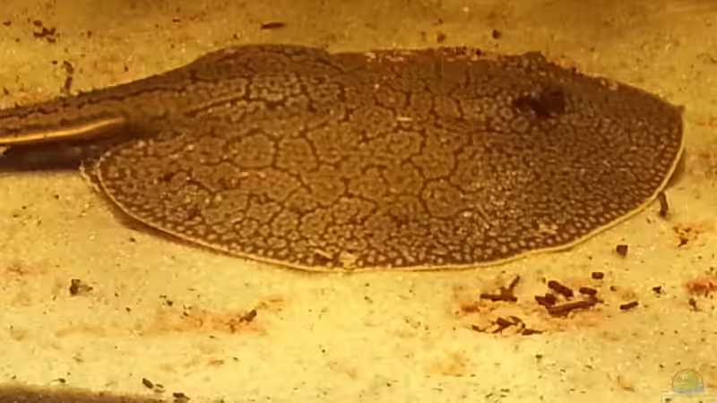 Besatz im Aquarium Rochenbecken von Juergen8 (32)