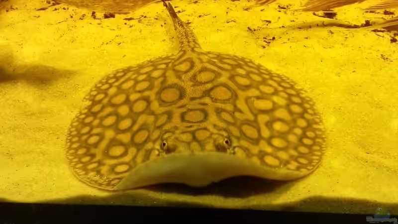 Besatz im Aquarium Rochenbecken von Juergen8 (33)