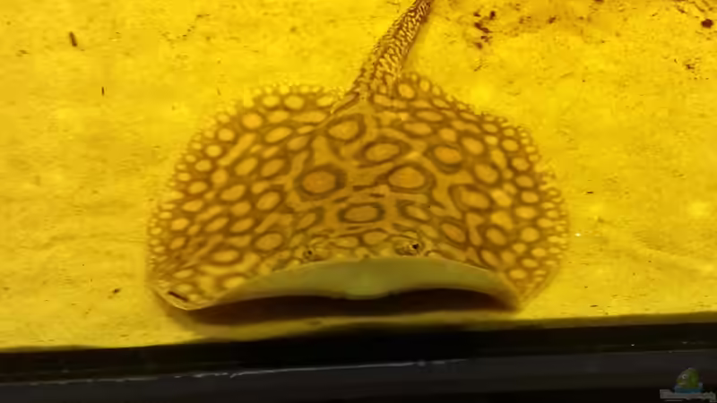 Besatz im Aquarium Rochenbecken von Juergen8 (34)